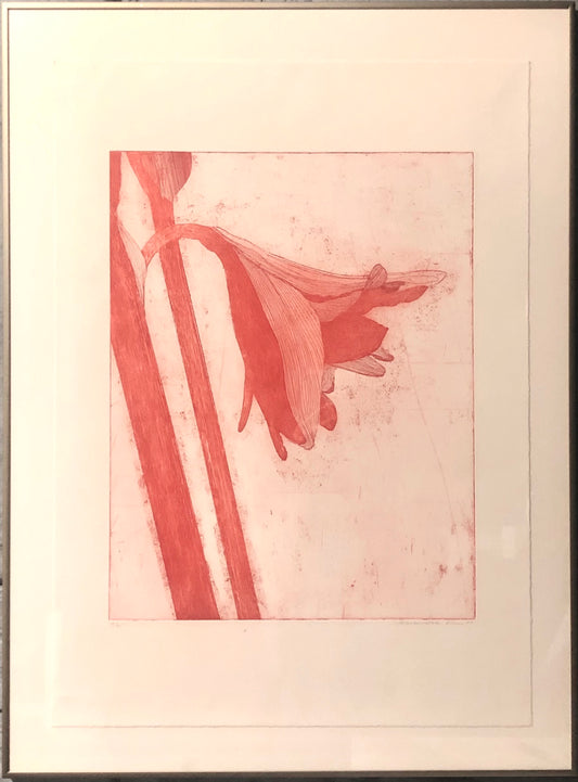 'Amaryllis' Alexandra Kern