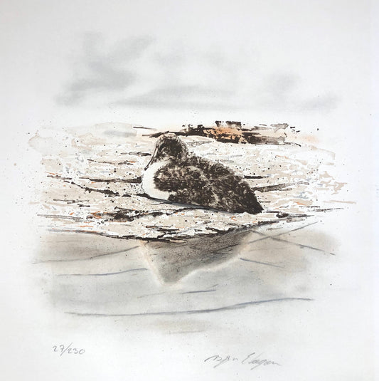 "Ejderunge" Björn Ekegren