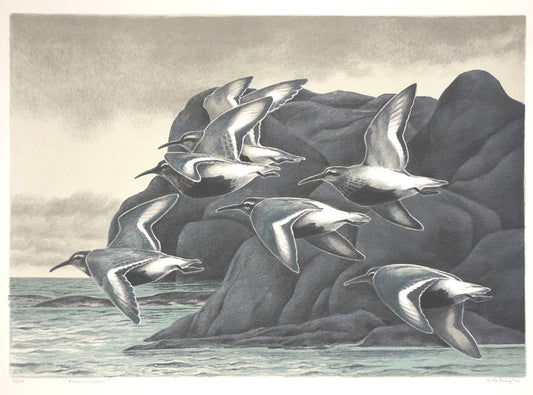 "Kärrsnäppor" Folke Lind